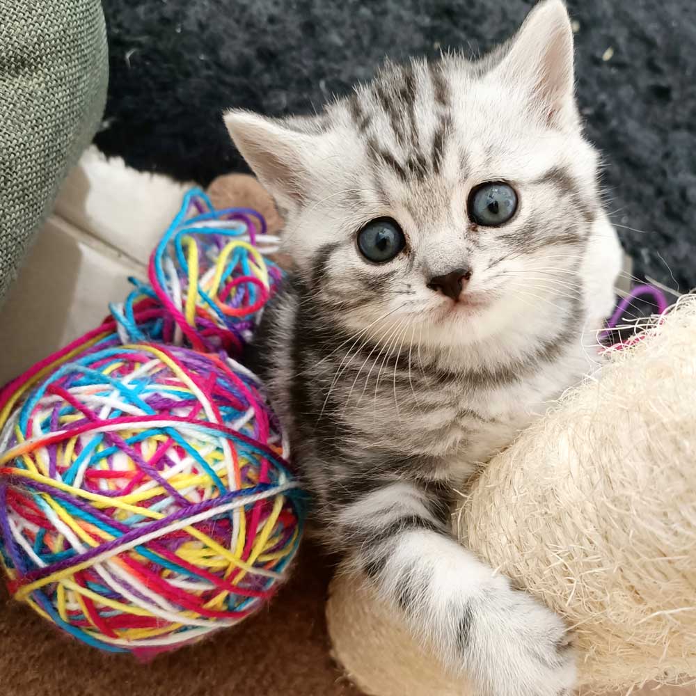 British Shorthair Kittens Available Melbourne Registered Breeder Violicity