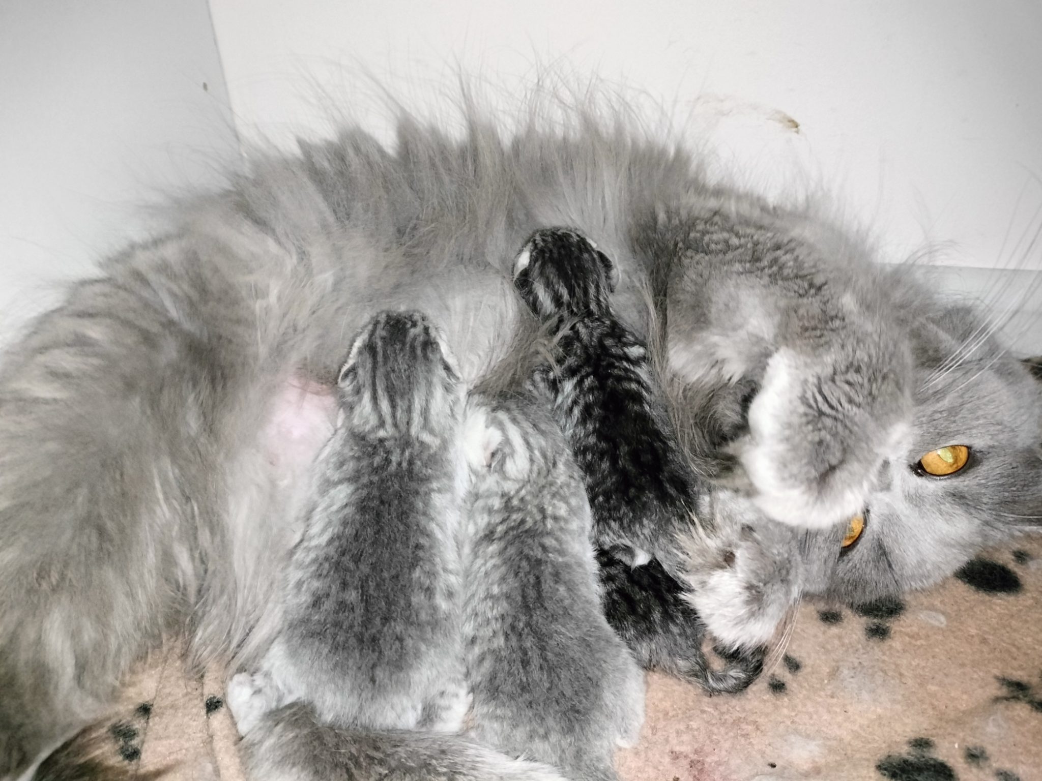 British Shorthair Kittens Available Melbourne Registered Breeder Violicity