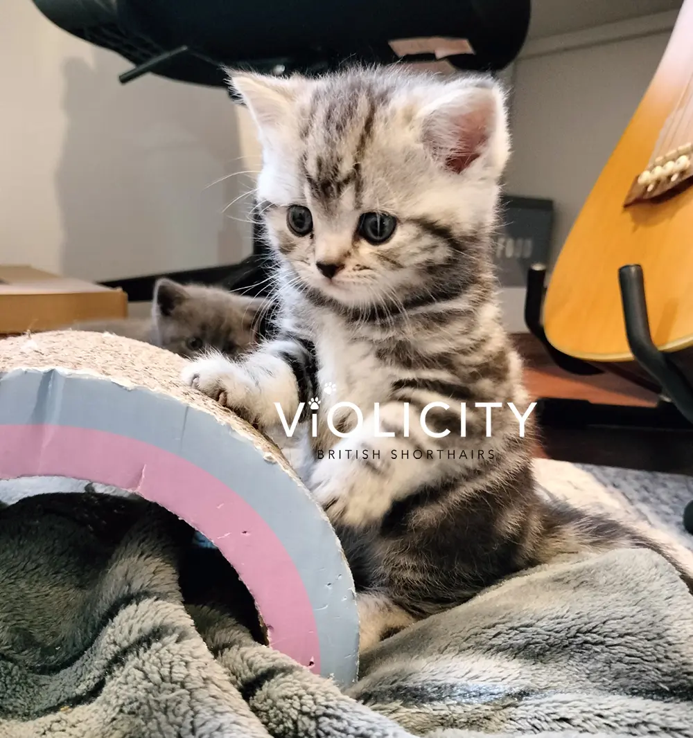 British Shorthair Breeder Melbourne - Available Kitten