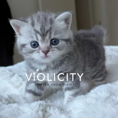 Blue Silver Classic Tabby