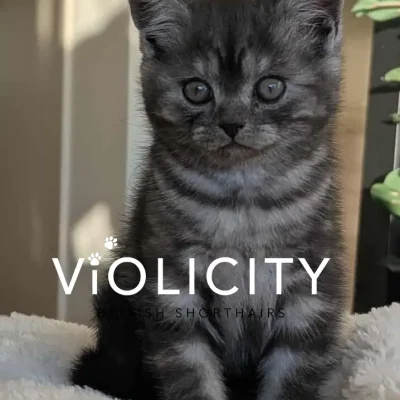 Black Smoke Girl - 8 weeks