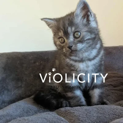 Black Smoke Girl - 8 weeks