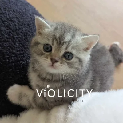 Blue Silver Classic Tabby