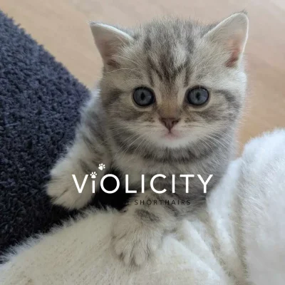 Blue Silver Classic Tabby