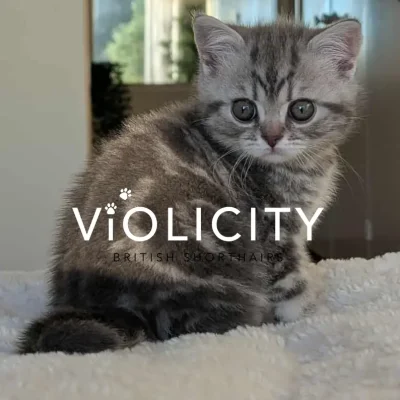 Blue Silver Tabby Boy 8 Weeks