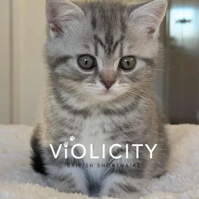 Blue Silver Tabby Boy 8 Weeks