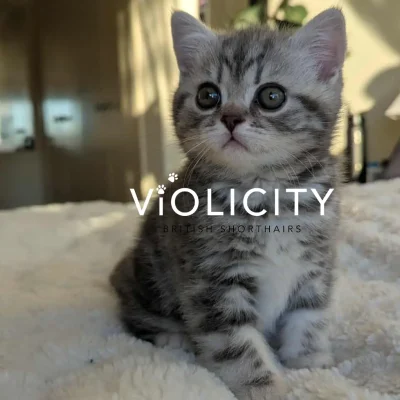 Blue Silver Tabby Boy 8 Weeks