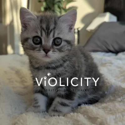 Blue Silver Tabby Boy 8 Weeks