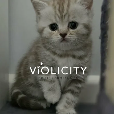 Chocolate Silver Classic Tabby British Shorthair Kitten