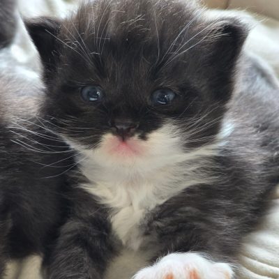 Boy