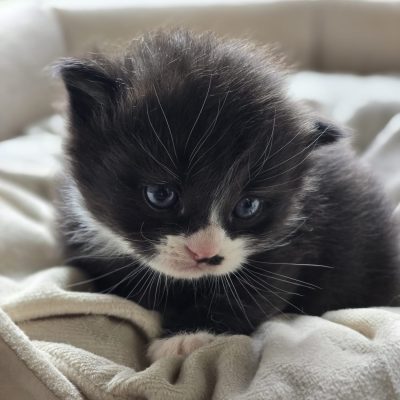 Boy